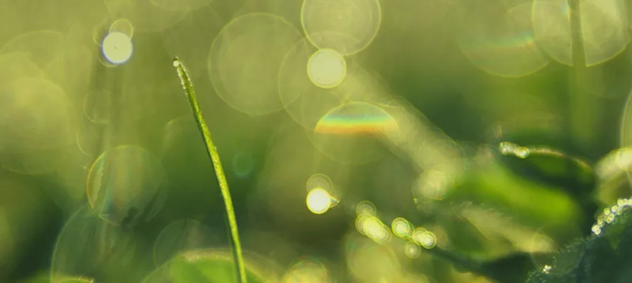 A close up of grass with water drops on it.