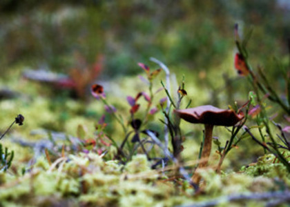 Gräs i en skog