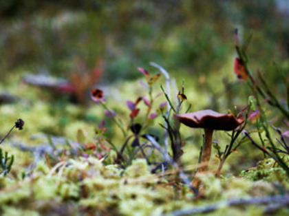 Gräs i en skog