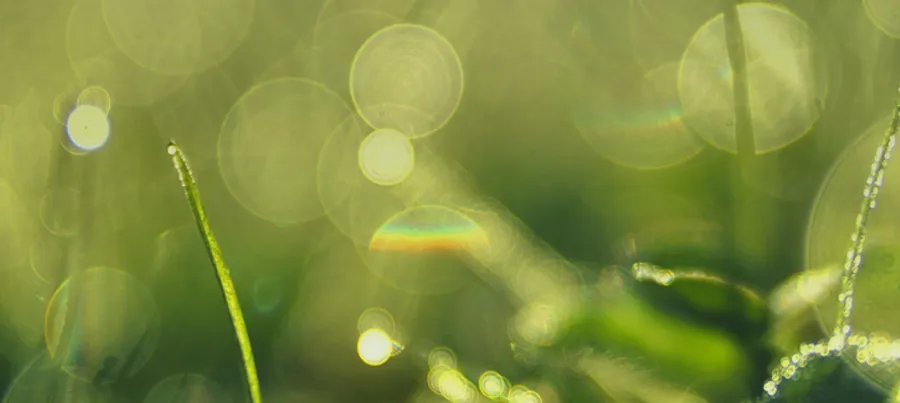 A close up of grass with water drops on it.