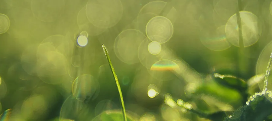 A close up of grass with water drops on it.